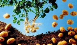 土豆价格上涨最新爆料,最新爆料揭示市场动态