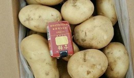 土豆价格上涨最新爆料,最新爆料揭示市场动态